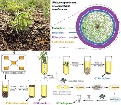 Microbial diversity and potential functional dynamics within the rhizocompartments of Dendrobium huoshanense